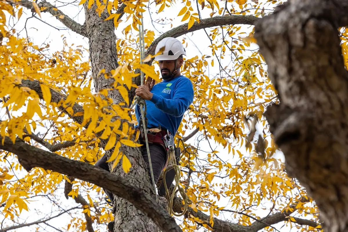 Skilled Emergency Tree Service crew working in Oneida